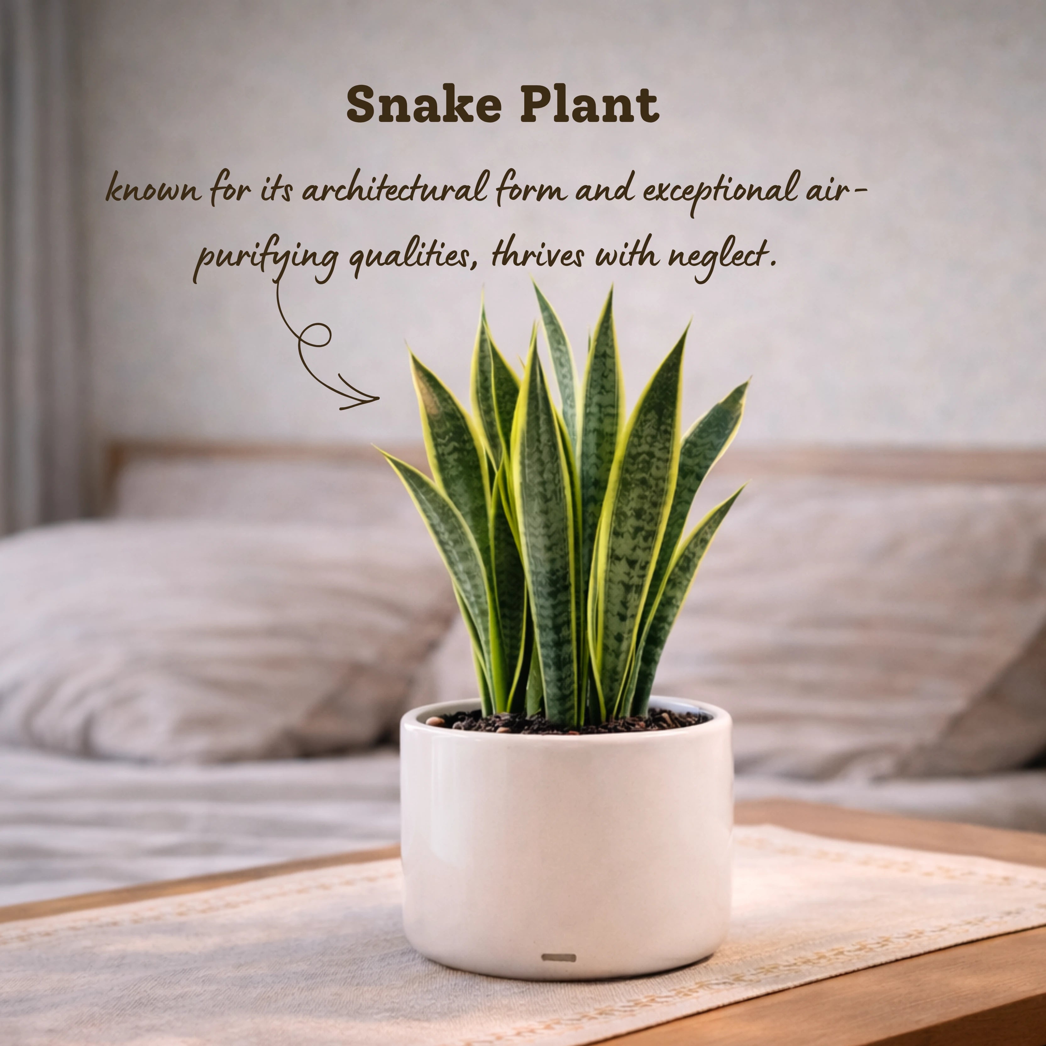 snake plant and sleep Sleep-Friendly Plant Combo – The Affordable Organic Store