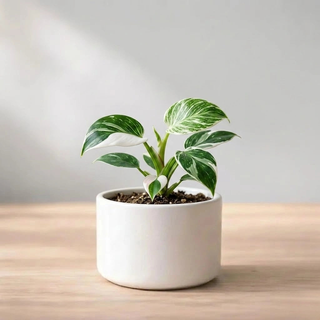 Philodendron White Wizard plant sapling (1pc)