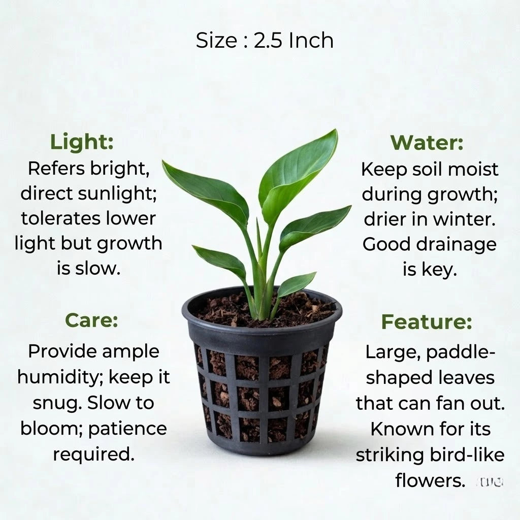 Bird of Paradise Plant Sapling (1pc)