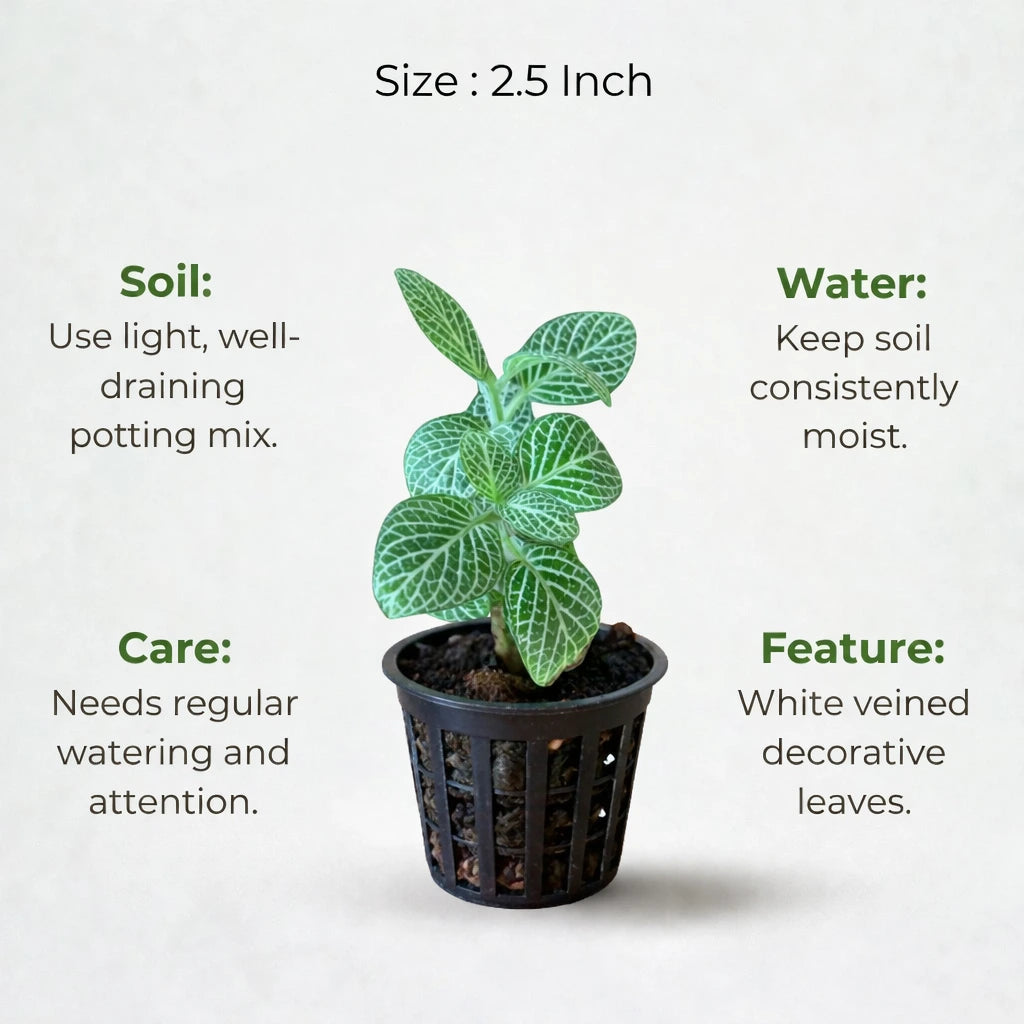 A plant in black net pot on a white background with certain details