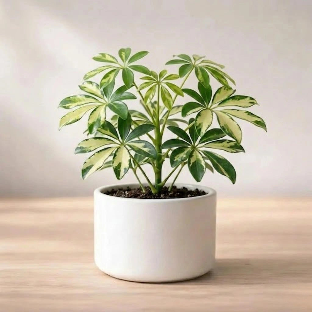 Variegated Umbrella Tree Plant Sapling (1pc)