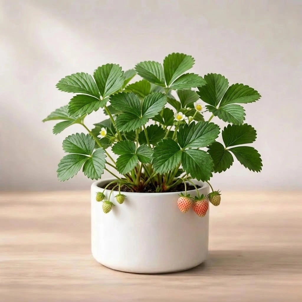 Strawberries Plant Sapling (1pc)
