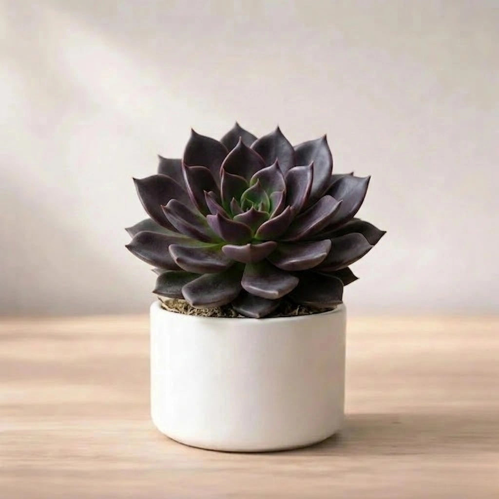 Echeveria Black Prince Plant Sapling (1Pc)