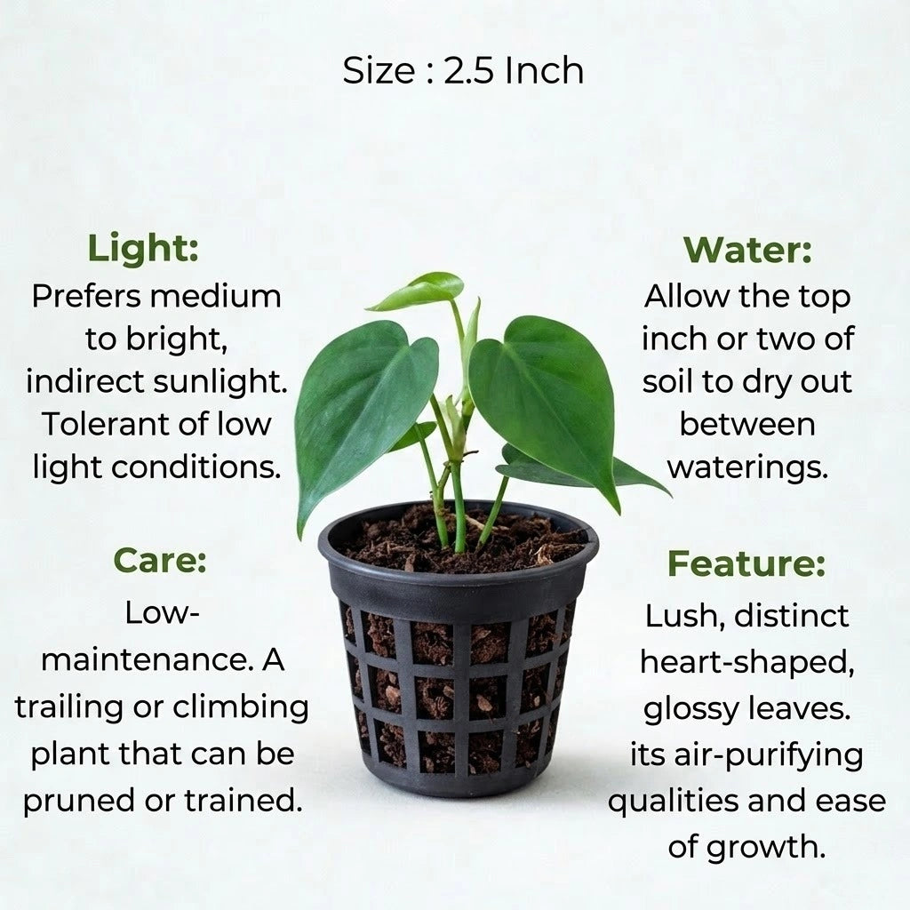 heart leaf philodendron health benefits Buy Philodendron Heart Leaf Plant Sapling (1pc) | Only Rs.69/-