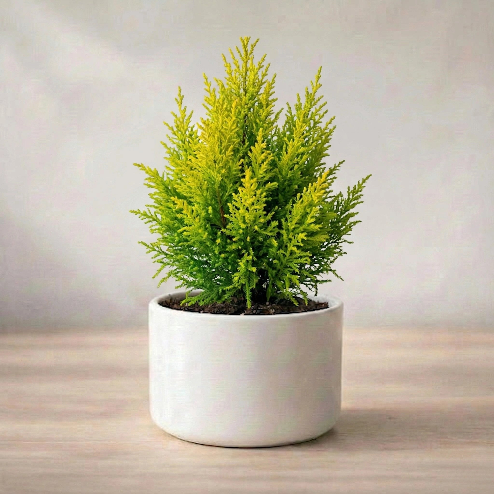 Potted plant on a wooden surface with a neutral background
