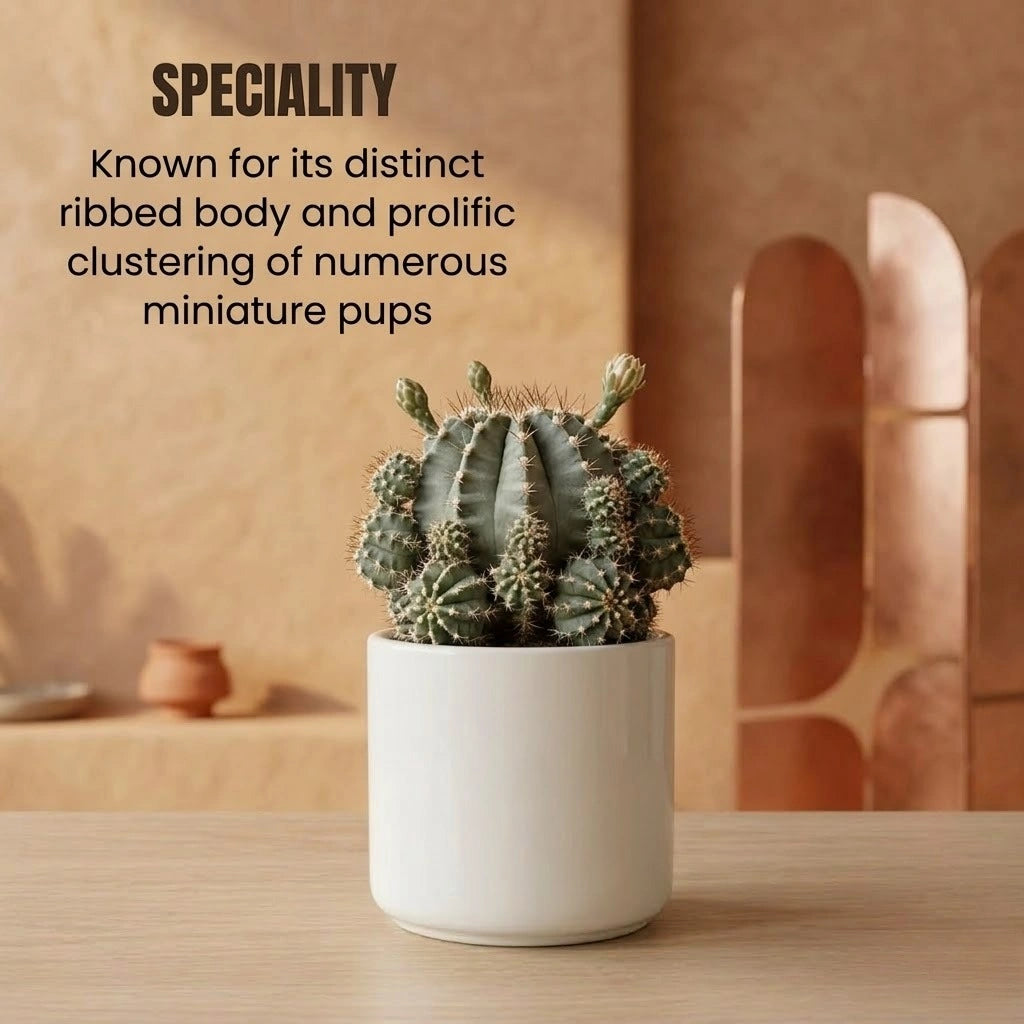 Gymnocalycium damsii Var. multiproliferum plant (1pc)