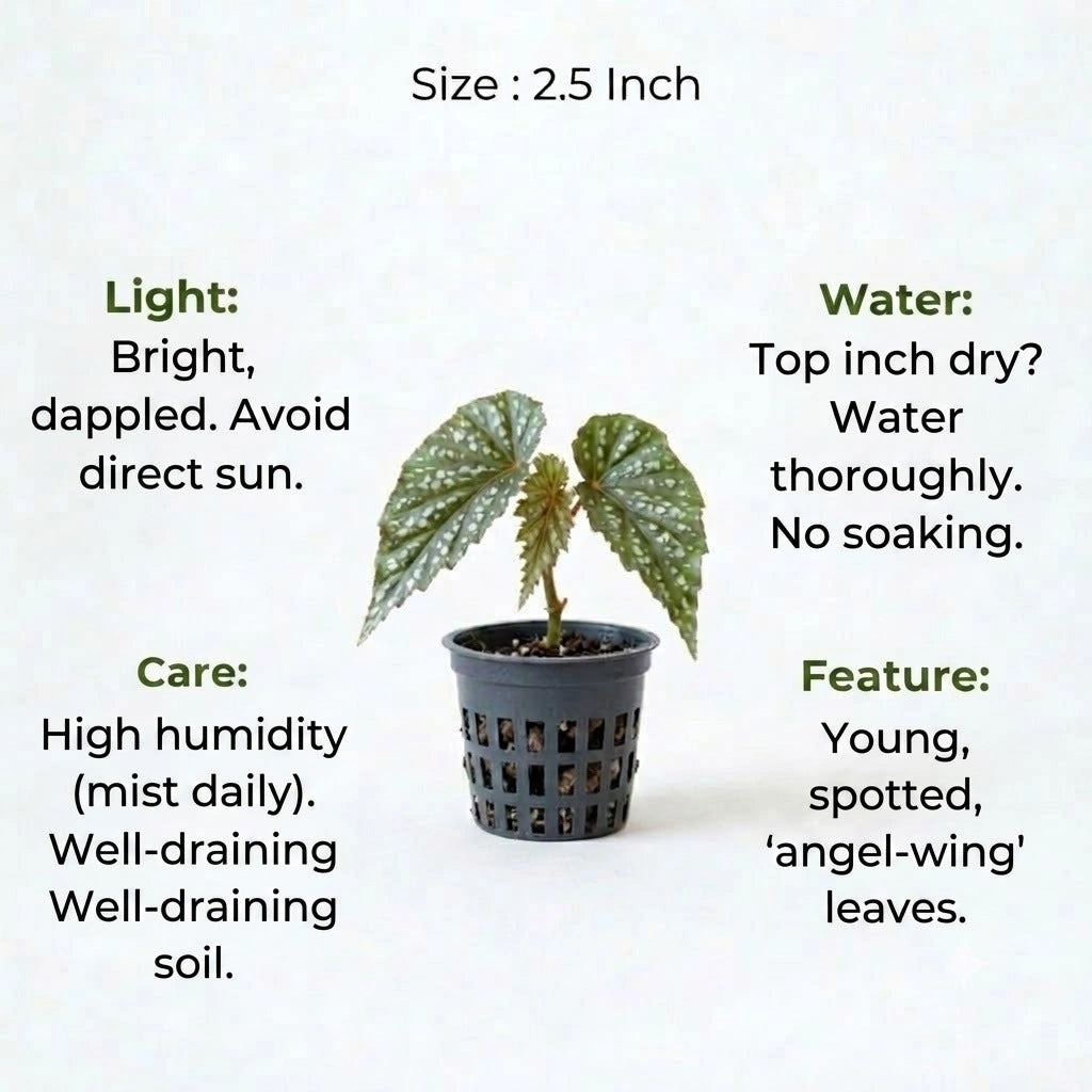 Begonia Angel Wing Plant Sapling (1Pc)