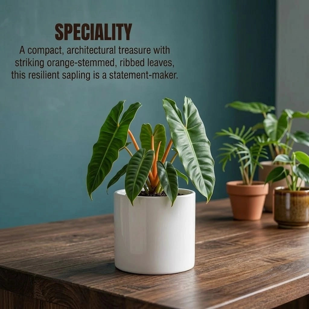 philodendron india Buy Philodendron Billietiae Plant Sapling (1pc) | Only Rs.149/-
