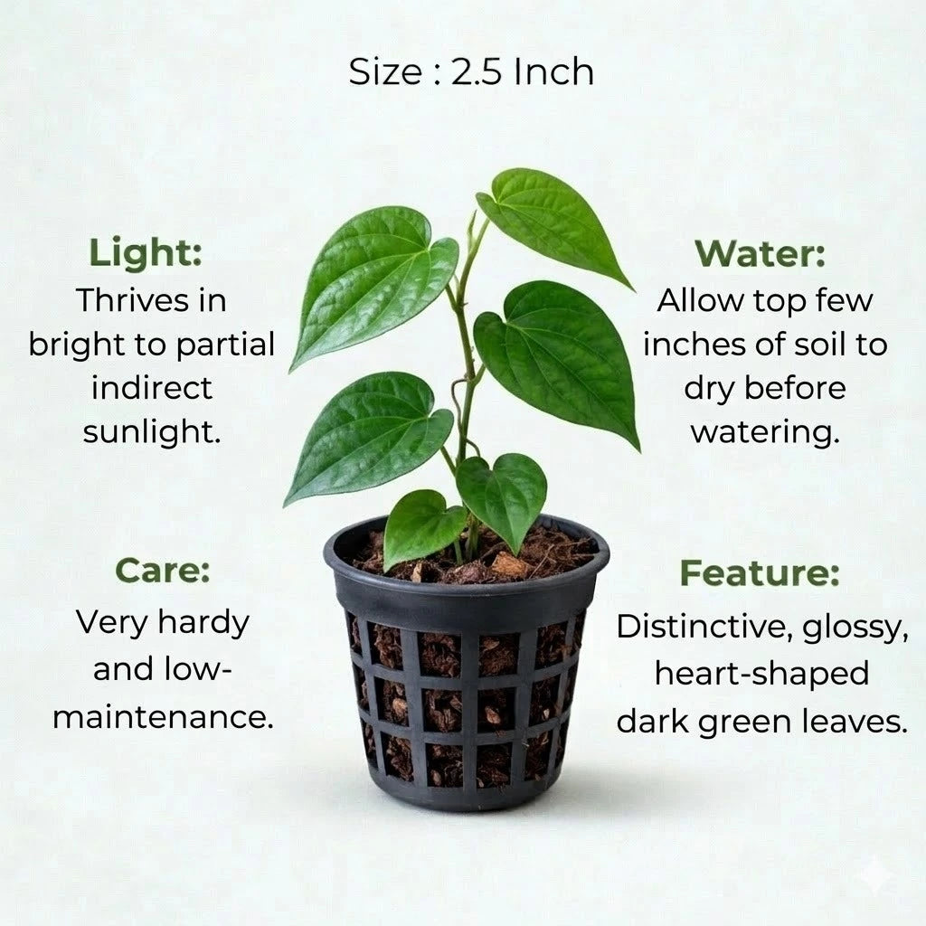 A plant in black net pot on a white background with certain details