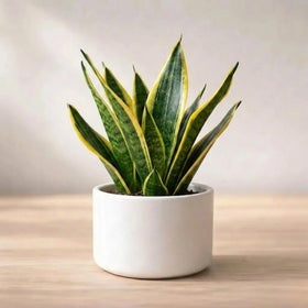 Variegated Sansevieria Golden Plant (1pc)
