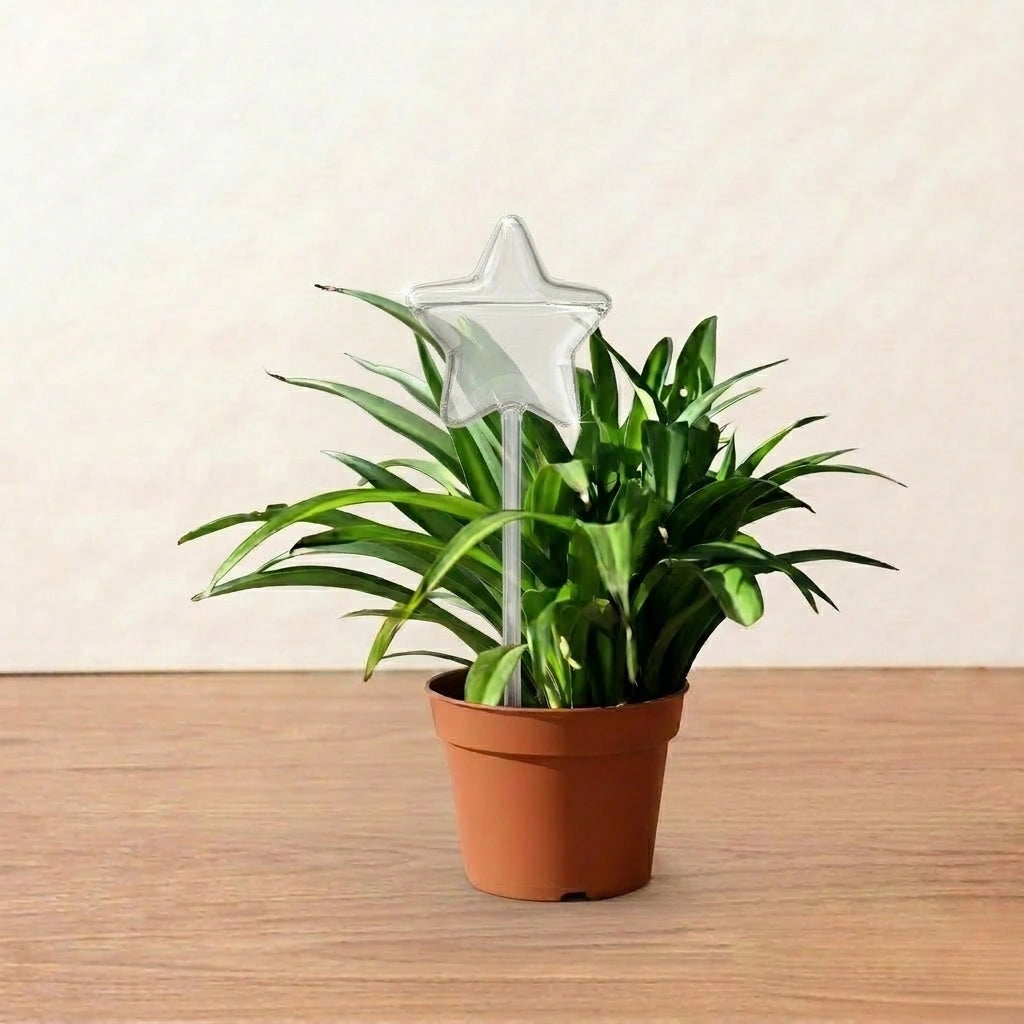 Self Watering Star (1Pc)