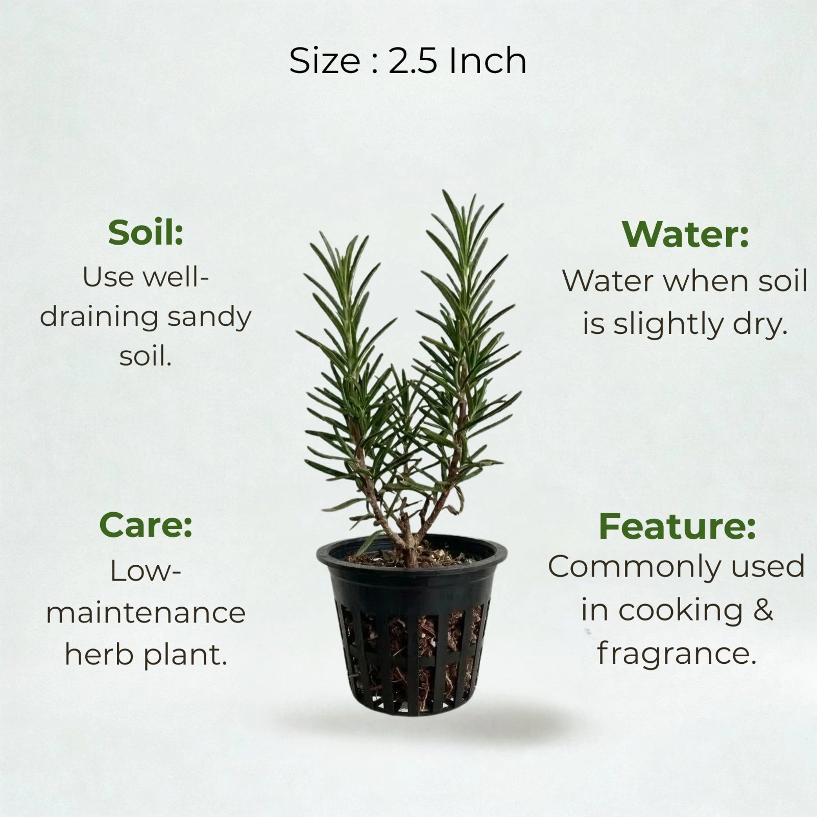 A plant in black net pot on a white background with certain details