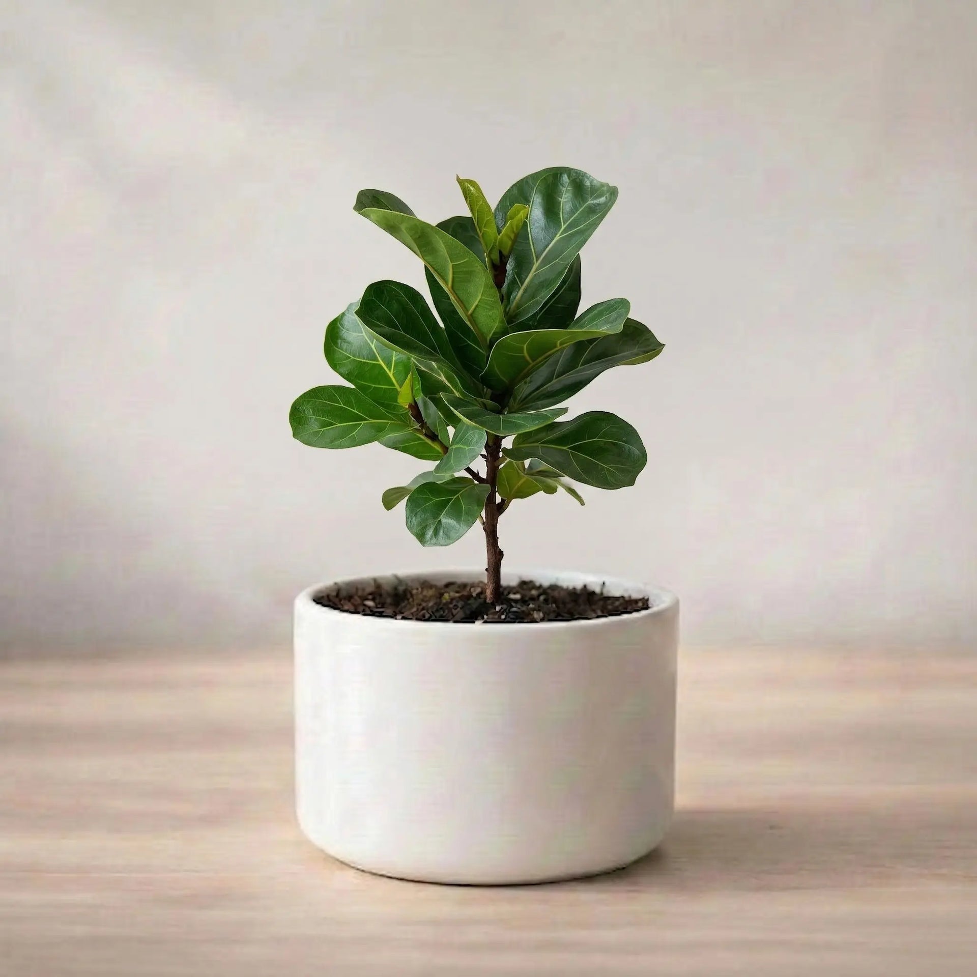 Buy Dwarf Fiddle Leaf Fig Plant Sapling (1pc)