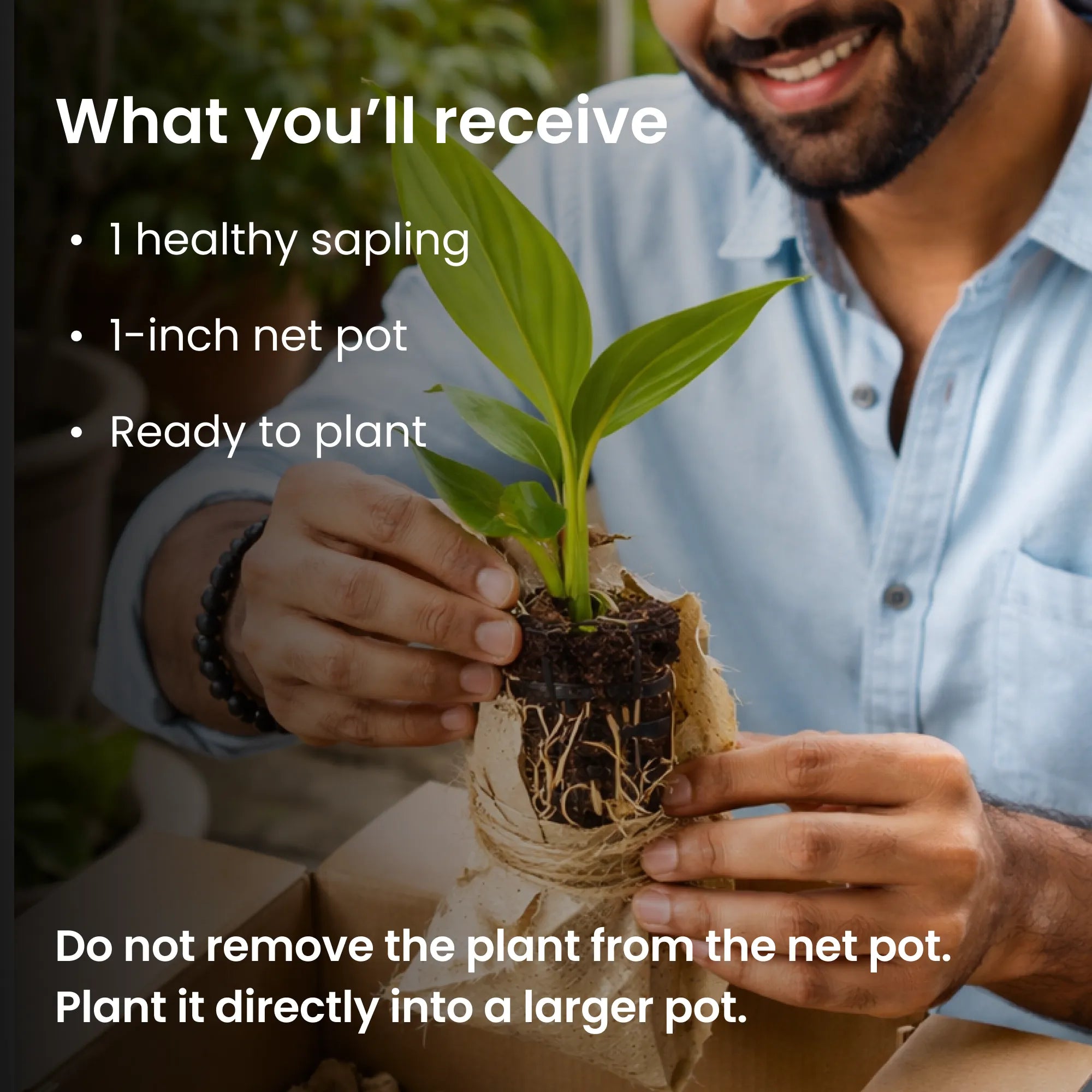 Peace Lily Plant Sapling (1pc)