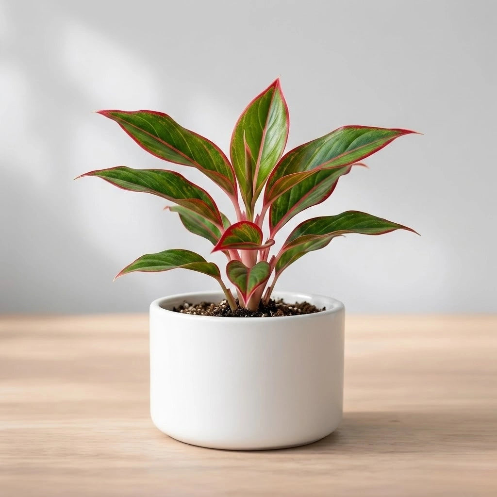 Aglaonema Lipstick Plant Sapling (1pc)