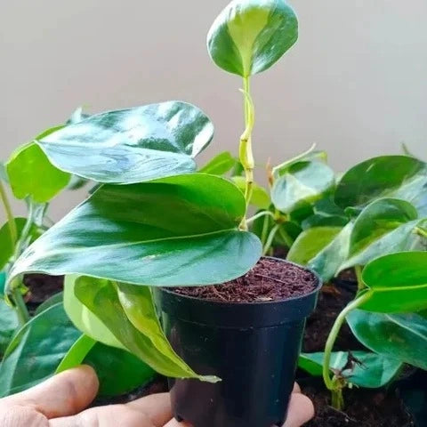 philodendron scandens ssp oxycardium Buy Philodendron Oxycardium Variegated Plant Sapling (1pc) | Only Rs.79/-