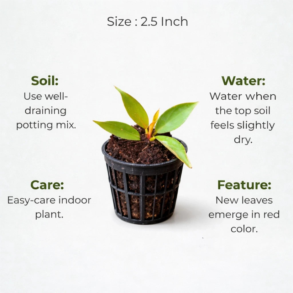 A plant in black net pot on a white background with certain details