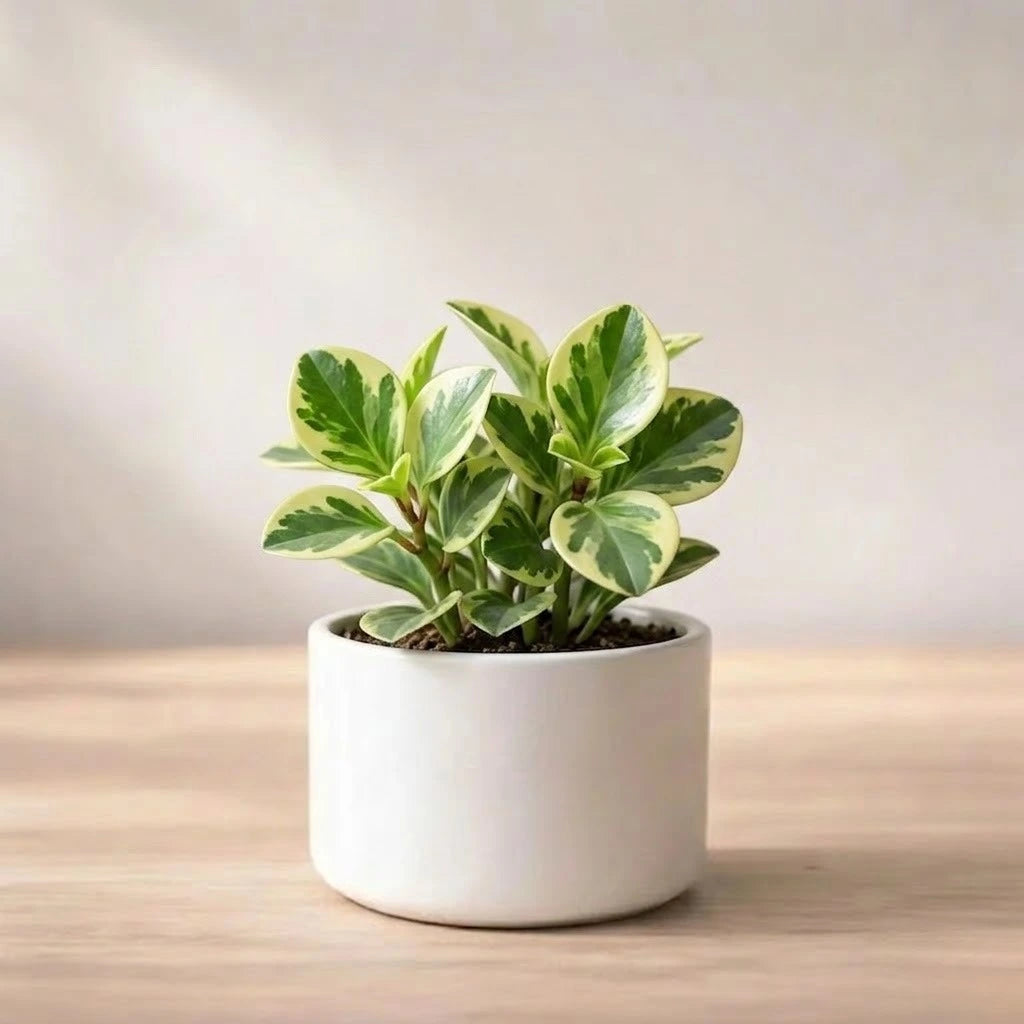 Peperomia Obtusifolia Variegated Sapling (1pc)