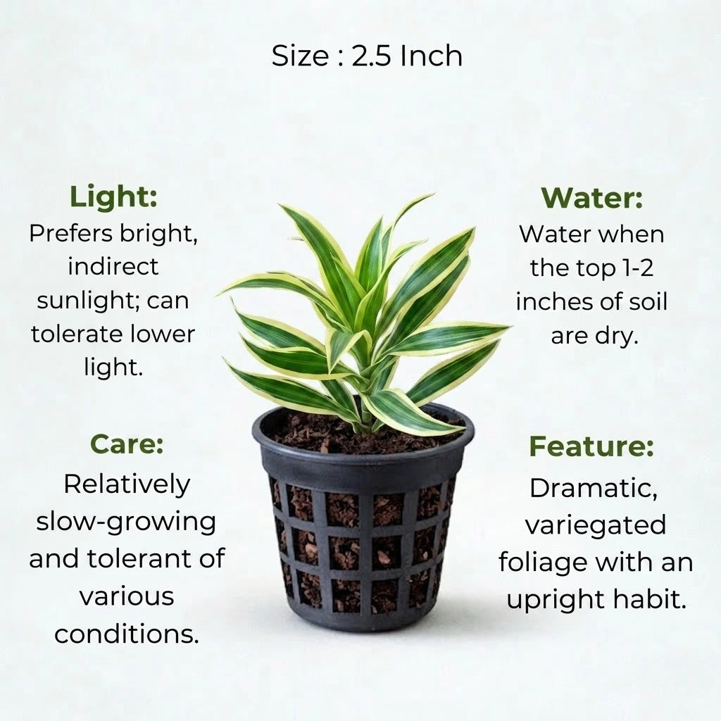 Song Of India Plant Sapling (1pc)