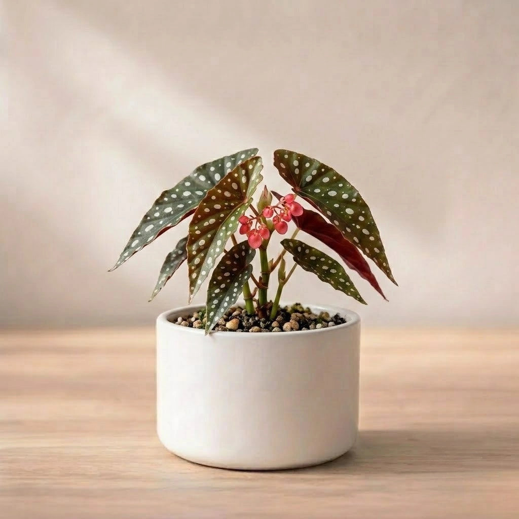 Begonia Angel Wing Plant Sapling (1Pc)