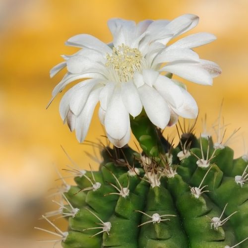 White Flower of Gymnocalycium damsii Var. multiproliferum plant