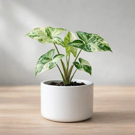 Syngonium Variegated Plant Sapling(1pc)