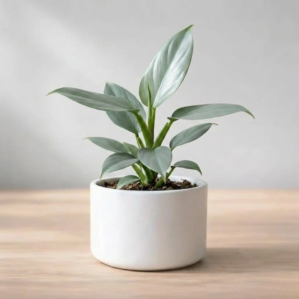 Philodendron Silver Sword Hastatum Plant Sapling(1Pc)