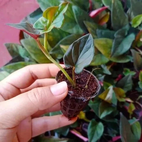 black money plant Buy Black Money Plant Sapling (1pc) | Only Rs.99/-