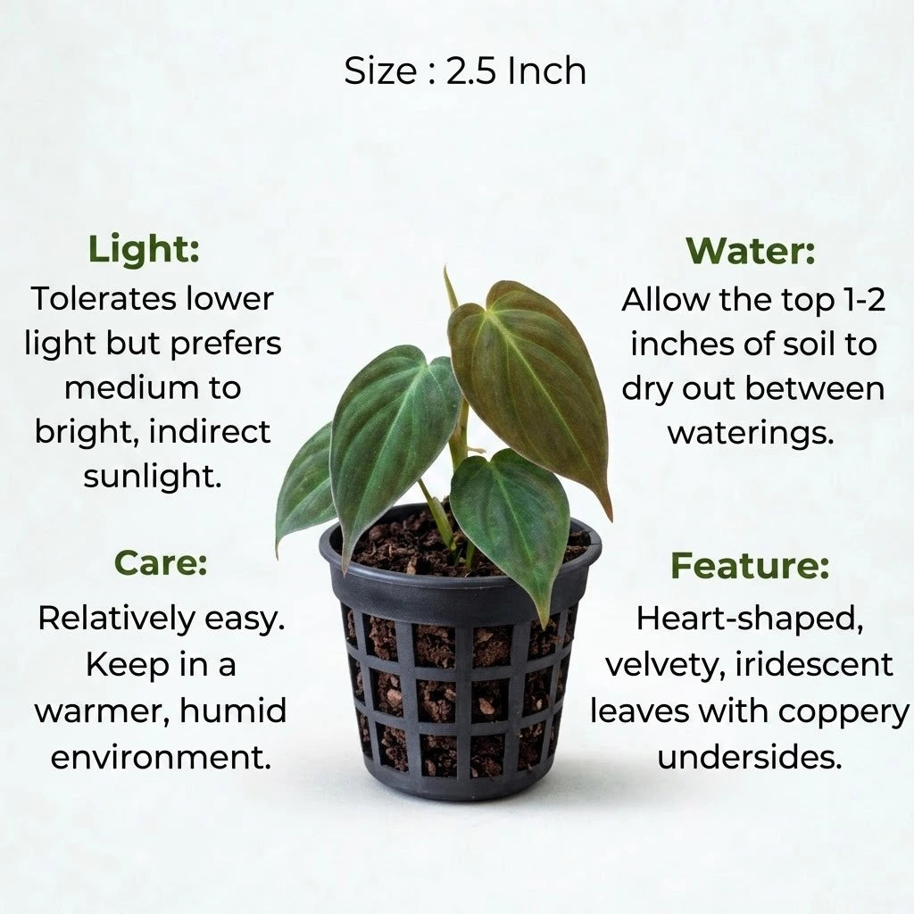Philodendron Oxycordia Micans Plant Sapling (1pc)