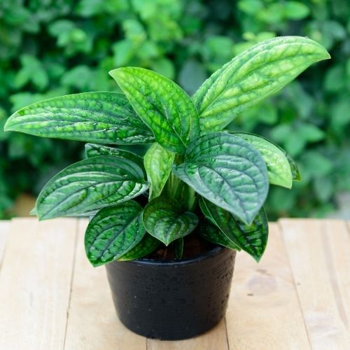 Monstera Peru Plant Sapling planted in black pot