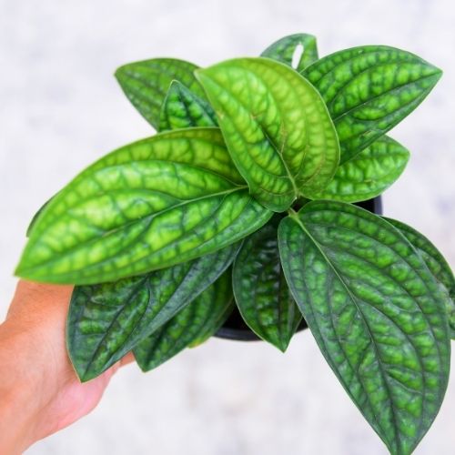 Monstera Peru Plant Sapling (1pc)