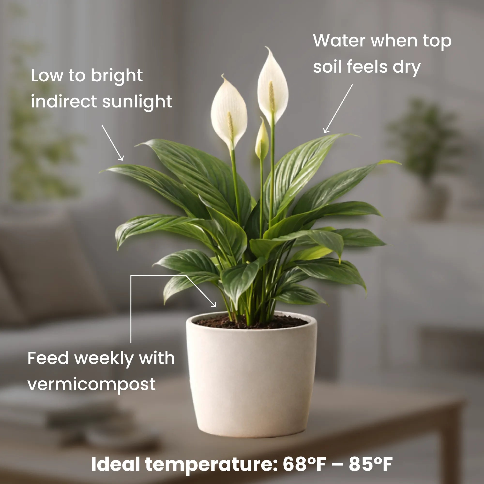 Peace Lily Plant Sapling (1pc)