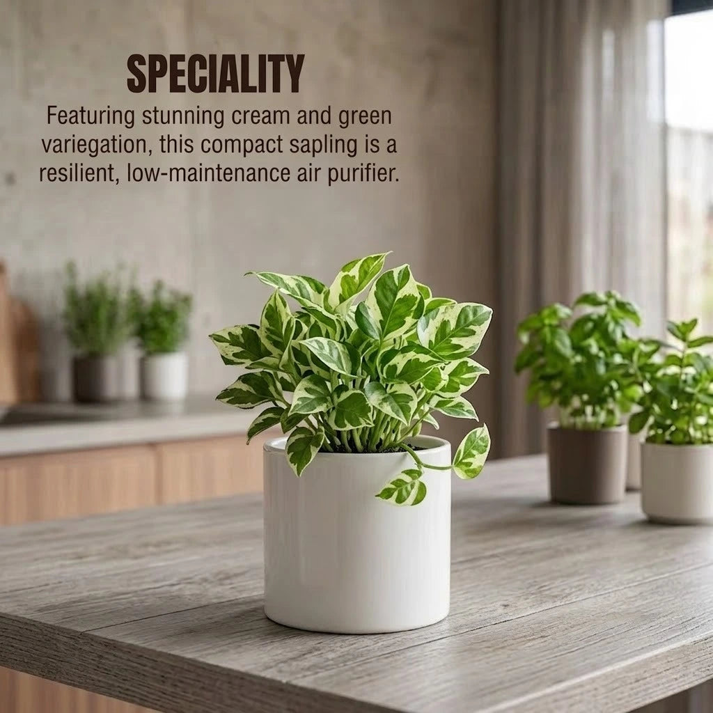 money plant online sale Buy N'joy Money Plant Sapling(1pc) | Only Rs.79/-