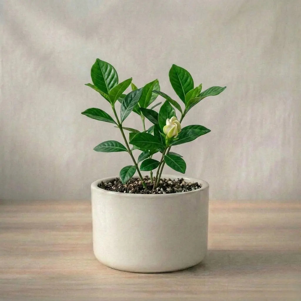 Potted plant with a white flower on a wooden surface and beige background
