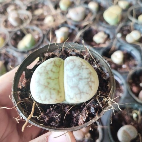 Lithops Plant Sapling (1pc)