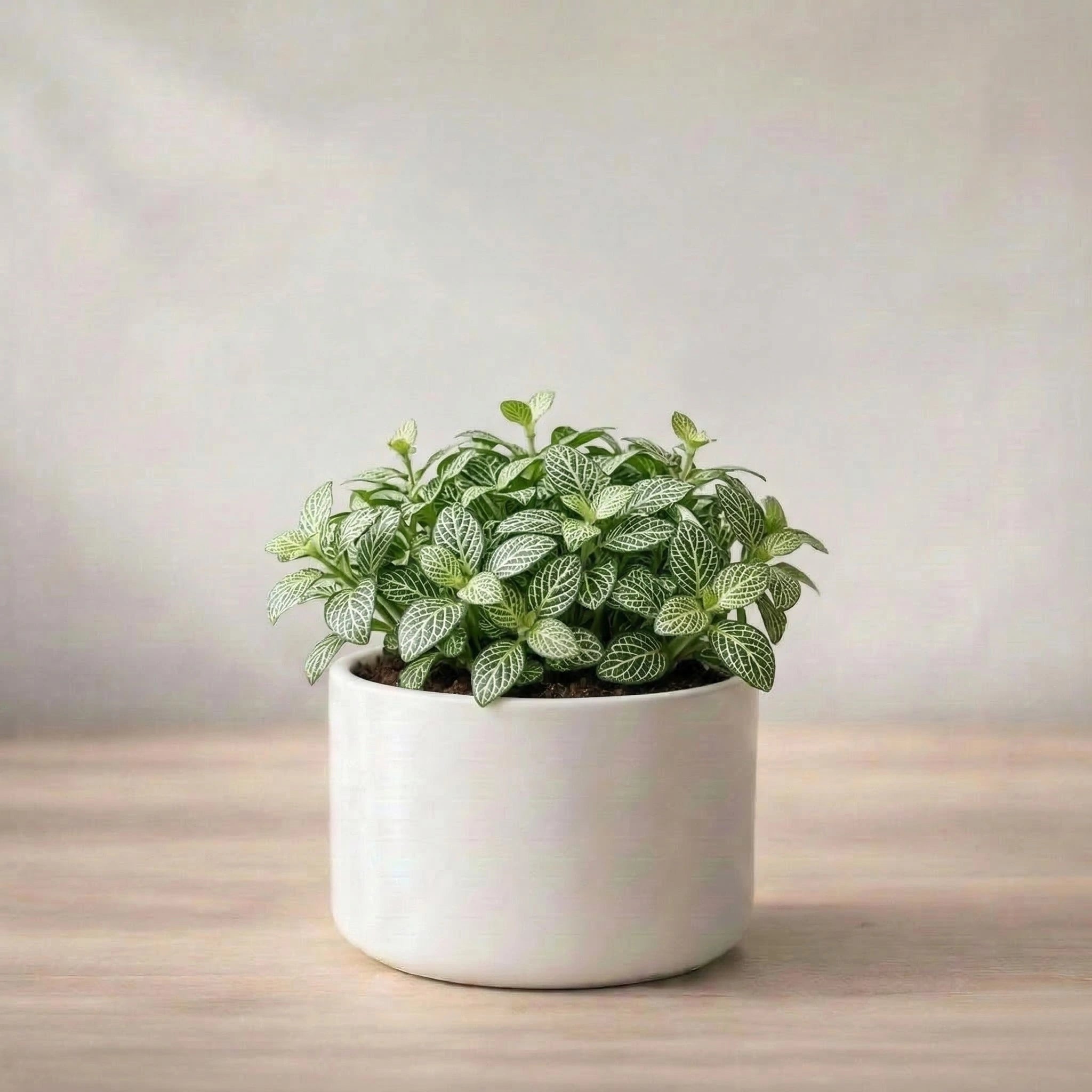 Potted plant with green leaves on a wooden surface with a light background