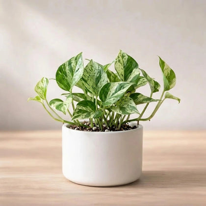 N'joy Money Plant Sapling(1pc)
