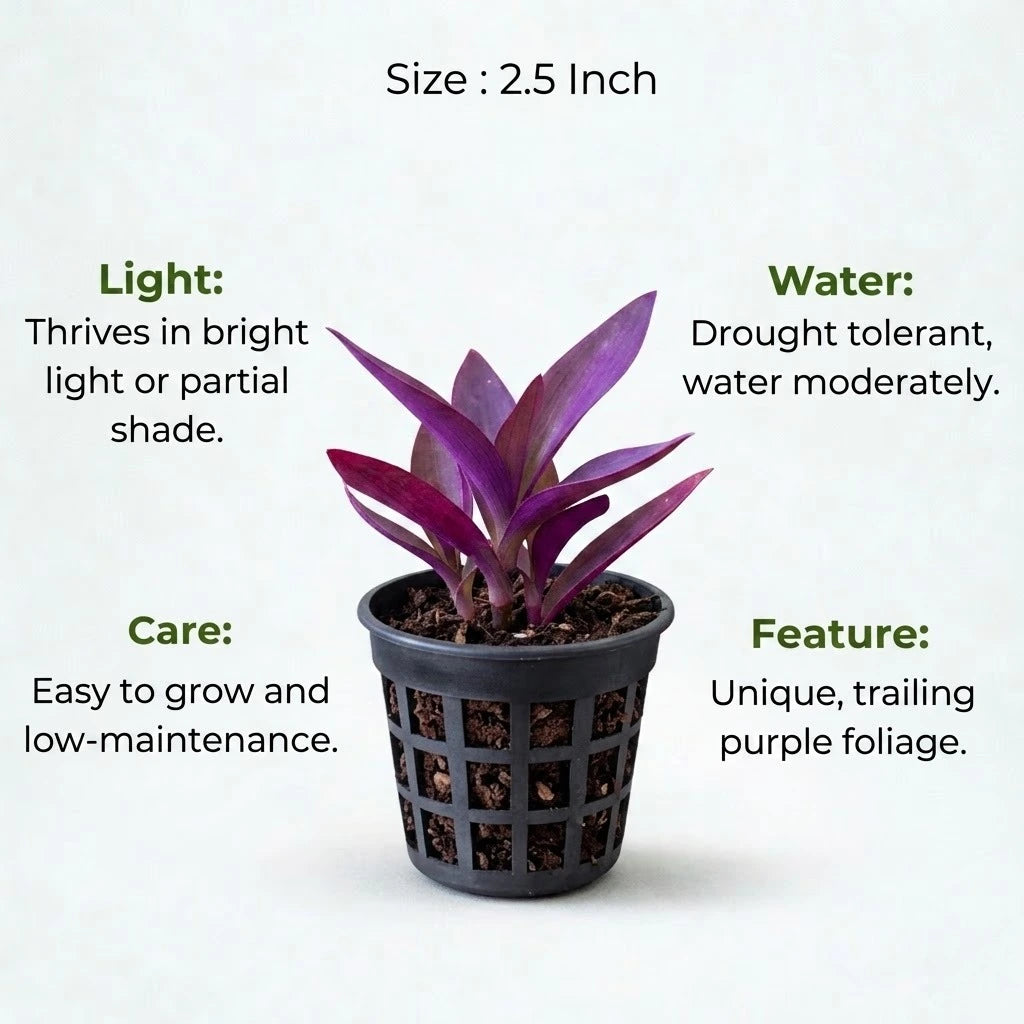 purple heart plant pot size Buy Purple Heart Plant Sapling (1pc) | Only Rs.74/-