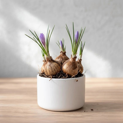 Saffron Crocus Bulb(1Pc)