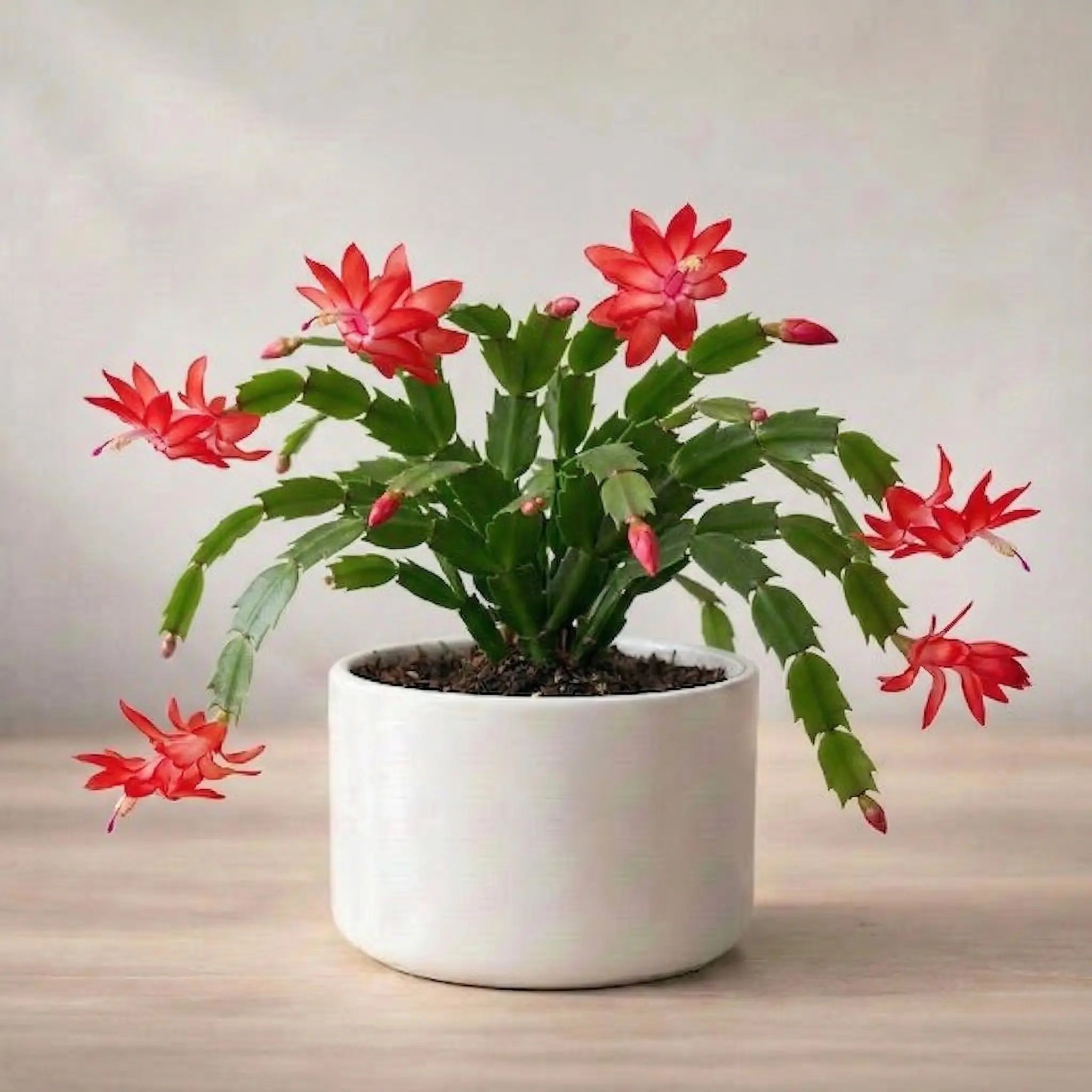 Potted plant with red flowers and green leaves on a wooden surface with a light background