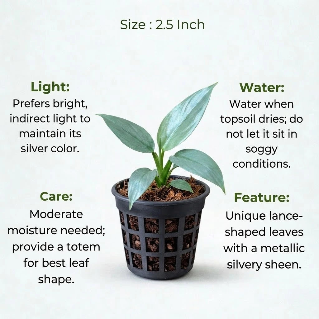 Philodendron Silver Sword Hastatum Plant Sapling(1Pc)