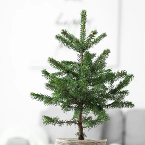 This is an image of a Christmas tree planted in a pot