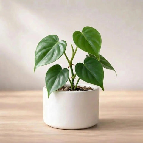 Philodendron Heart Leaf Plant Sapling (1pc)
