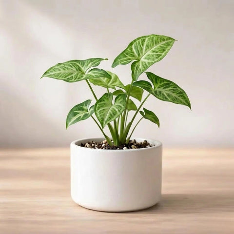 Syngonium plant sapling (1pc)