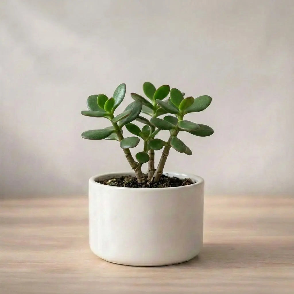 Potted plant on a wooden surface with a neutral background