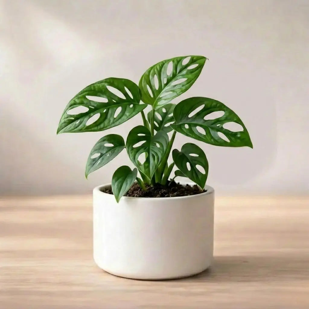 Potted plant with heart-shaped leaves on a wooden surface with a neutral background