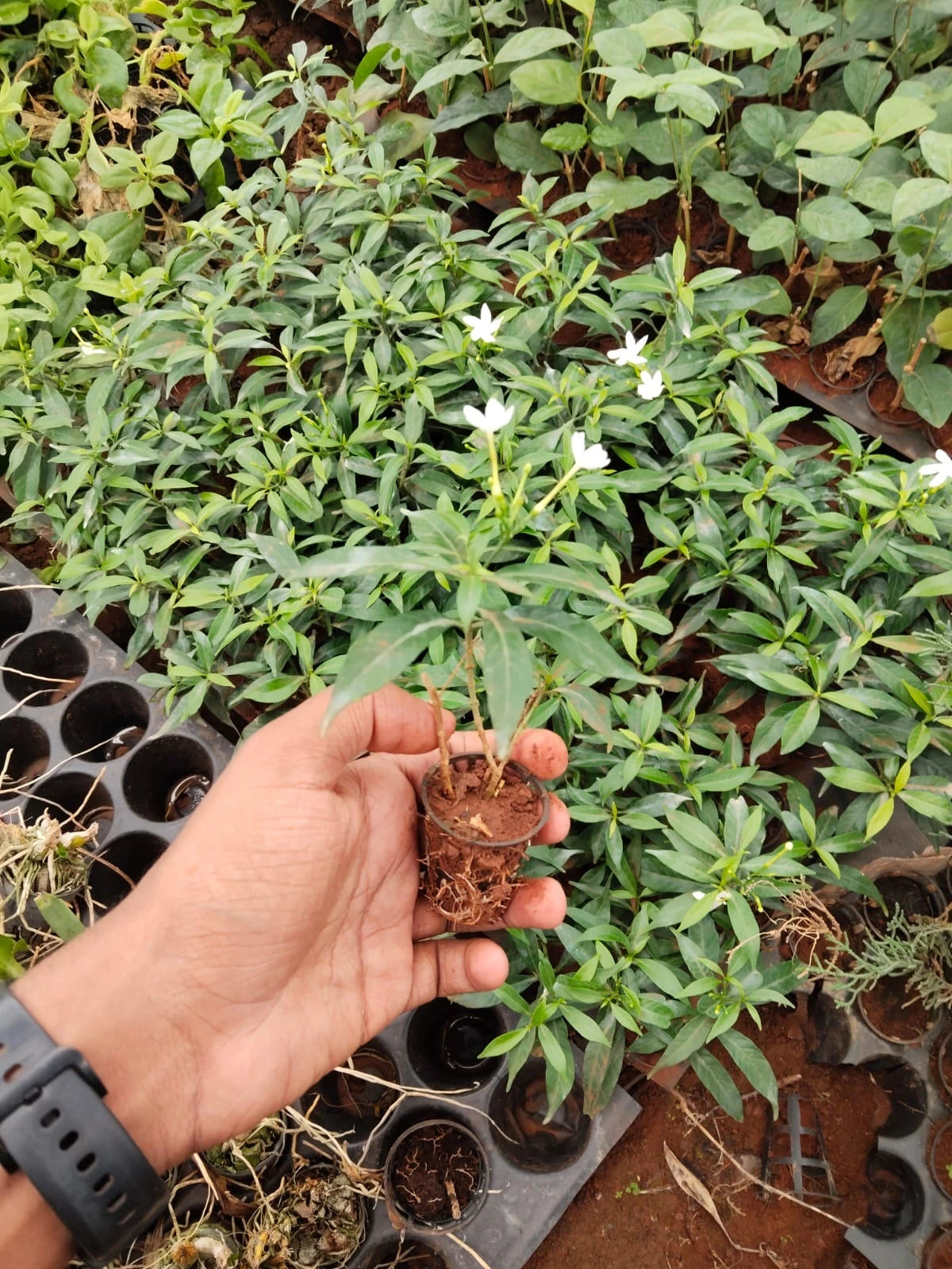 Pinwheel Flower Plant Sapling(1pc)