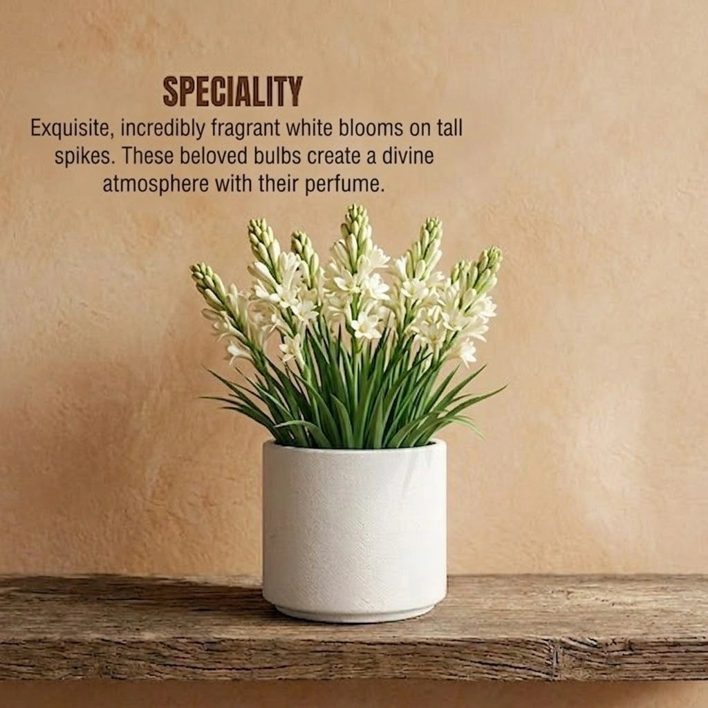 Rajnigandha Bulb (1pc)