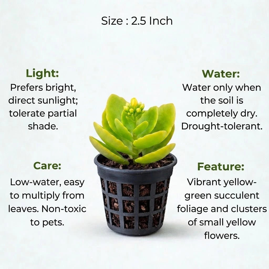 Yellow Kalanchoe Succulent Sapling (1pc)