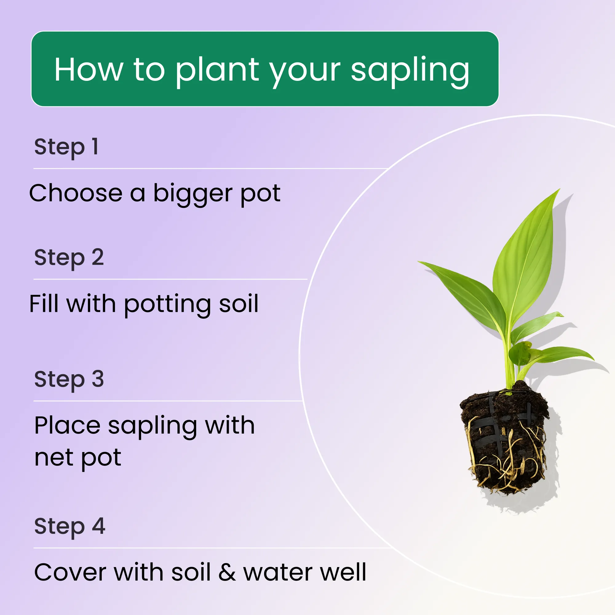 Peace Lily Plant Sapling (1pc)